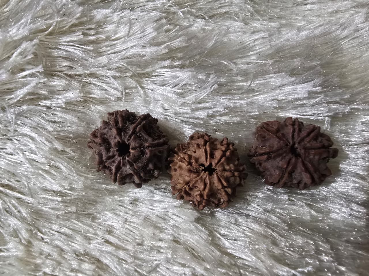 Rudraksha