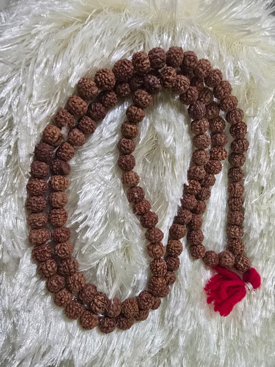 Rudraksha