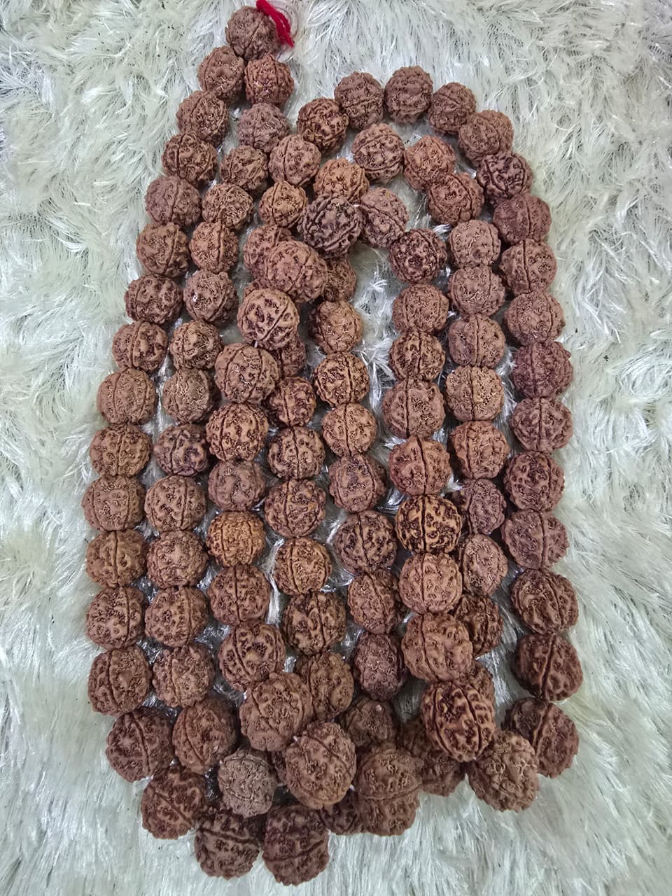 Rudraksha