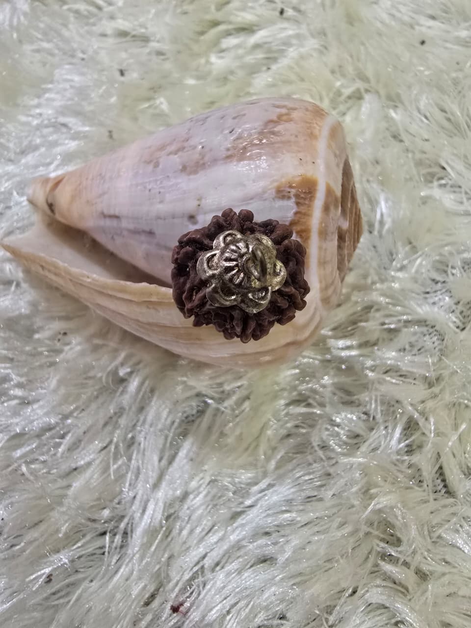 Rudraksha